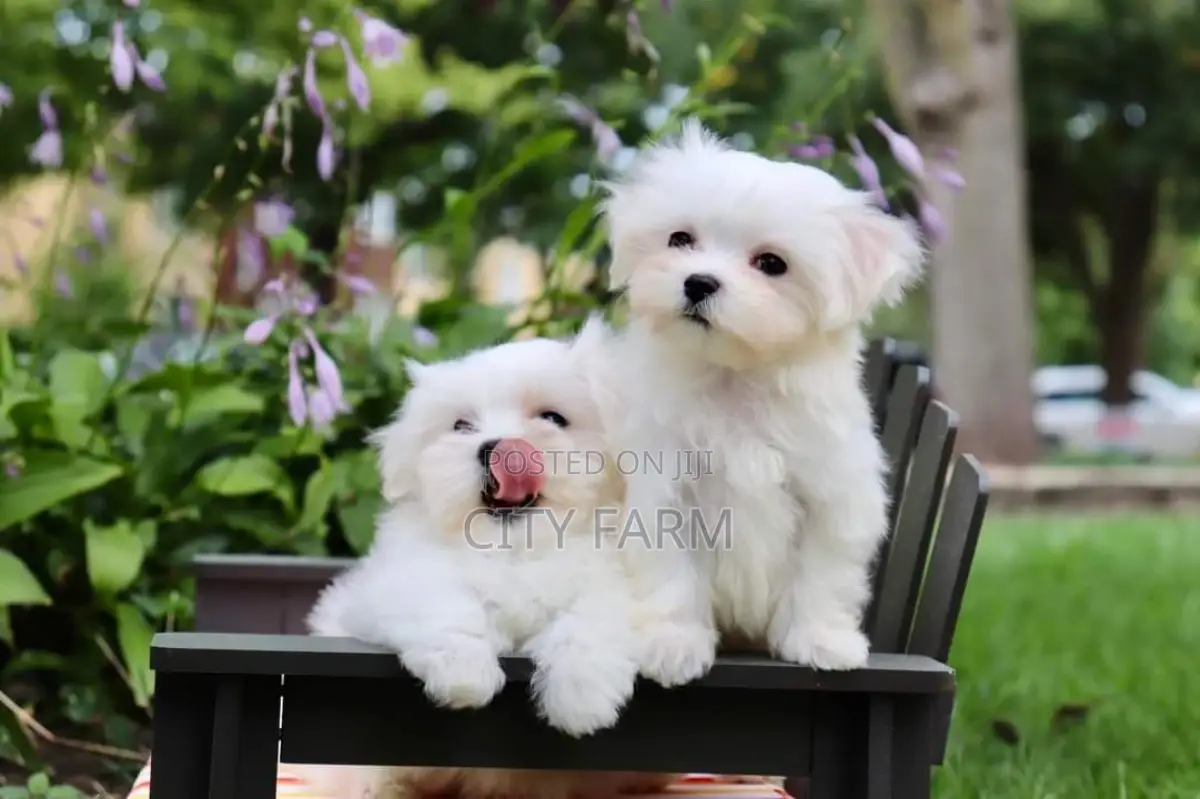 1-3 months Female Purebred Poodle
