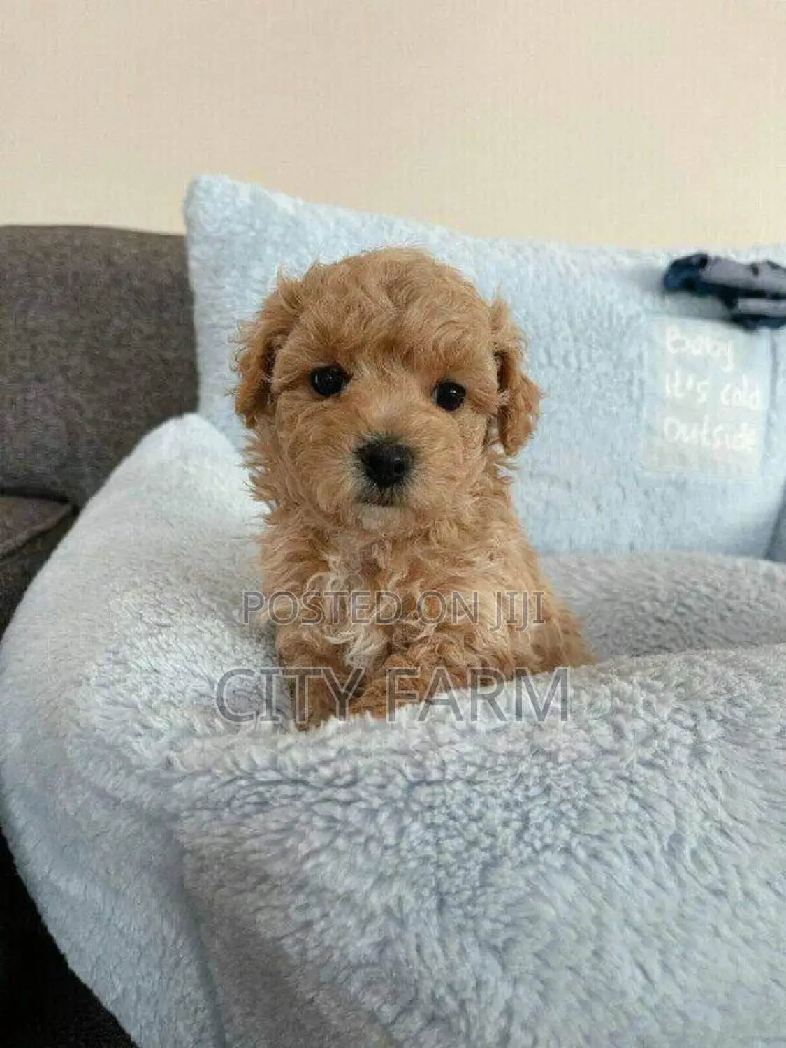 1-3 months Female Purebred Poodle