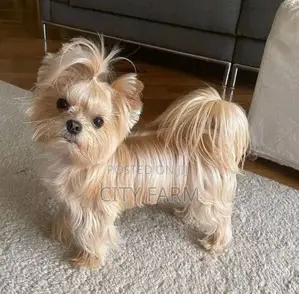 1-3 months Female Purebred Yorkshire Terrier