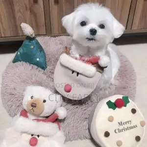 1-3 months Male Purebred Poodle