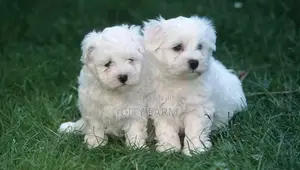 1-3 months Male Purebred Poodle