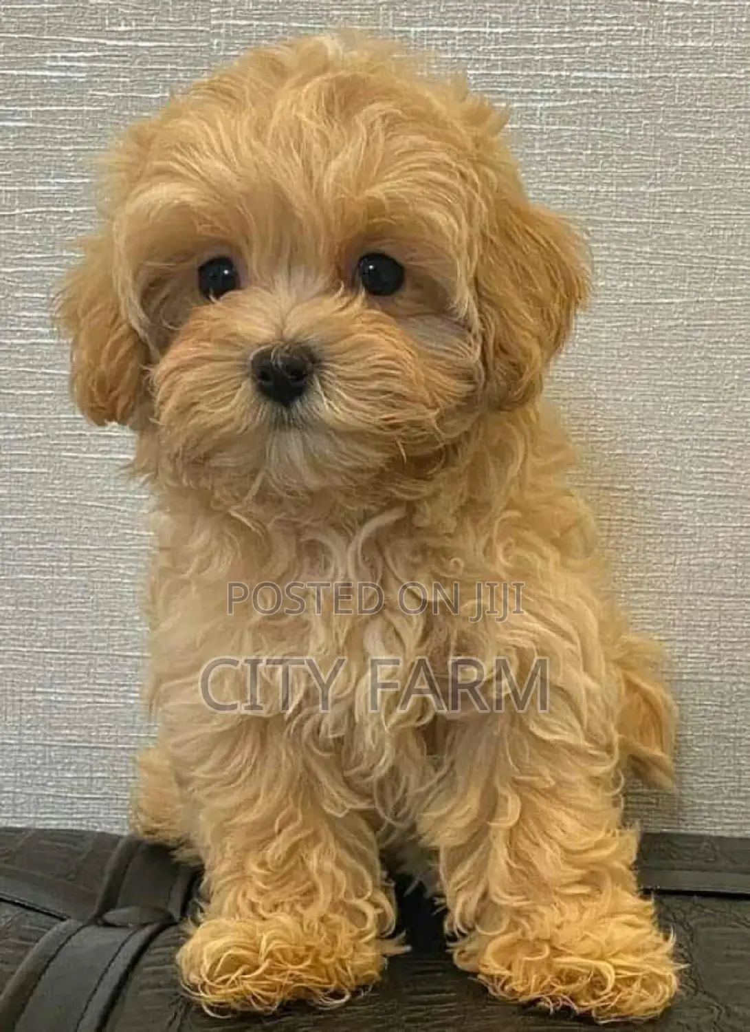1-3 months Male Purebred Poodle