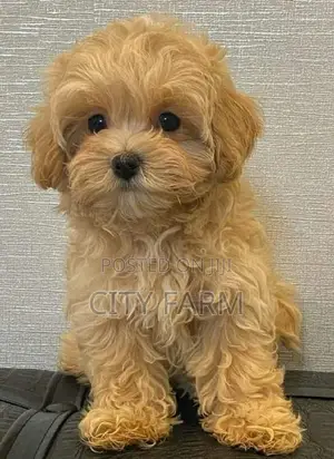 1-3 months Male Purebred Poodle