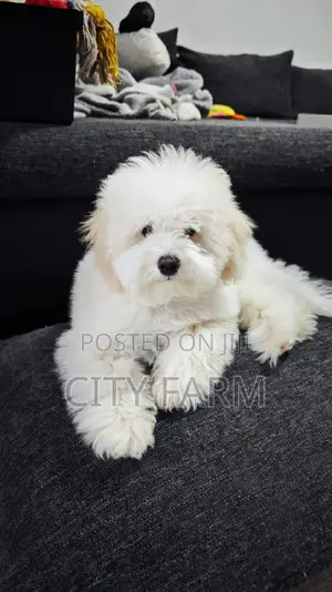 1-3 months Male Purebred Poodle