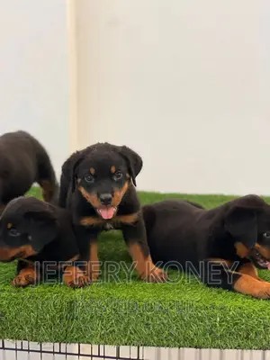 1-3 months Male Purebred Rottweiler