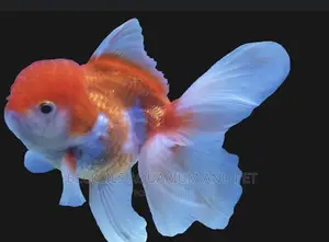 Gold Fishes ( Lion Head)