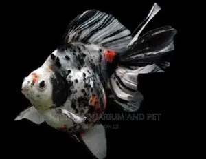 Calico Gold Fish