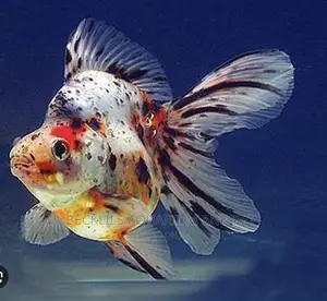 Calico Gold Fish