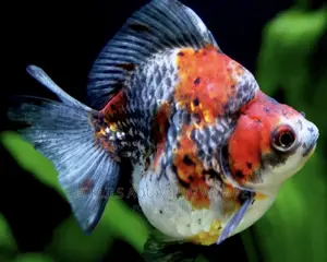 Calico Gold Fish