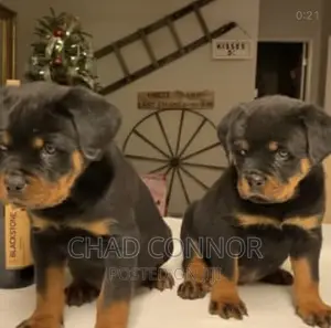 1-3 months Male Purebred Rottweiler