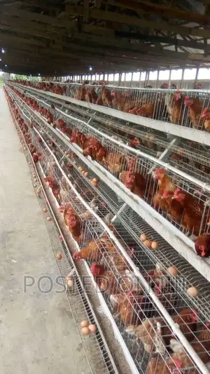 Automatic Battery Chicken Cage System