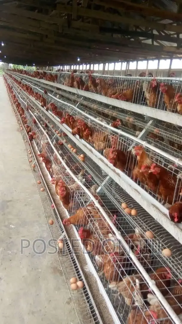 Automatic Battery Chicken Cage System