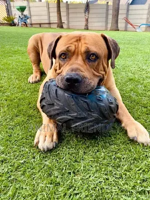 1-3 months Male Purebred Boerboel