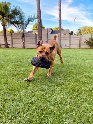 1-3 months Female Purebred Boerboel