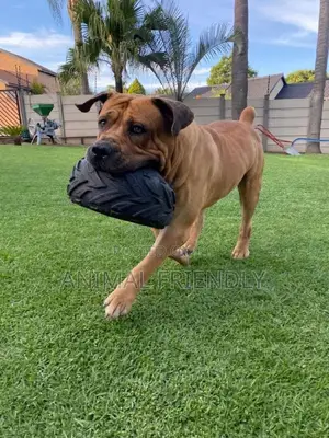 1-3 months Female Purebred Boerboel