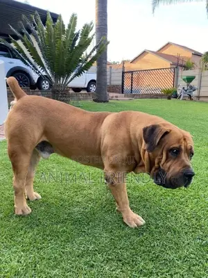 1-3 months Male Purebred Boerboel
