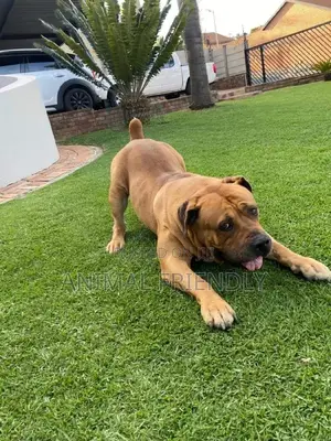 1-3 months Male Purebred Boerboel