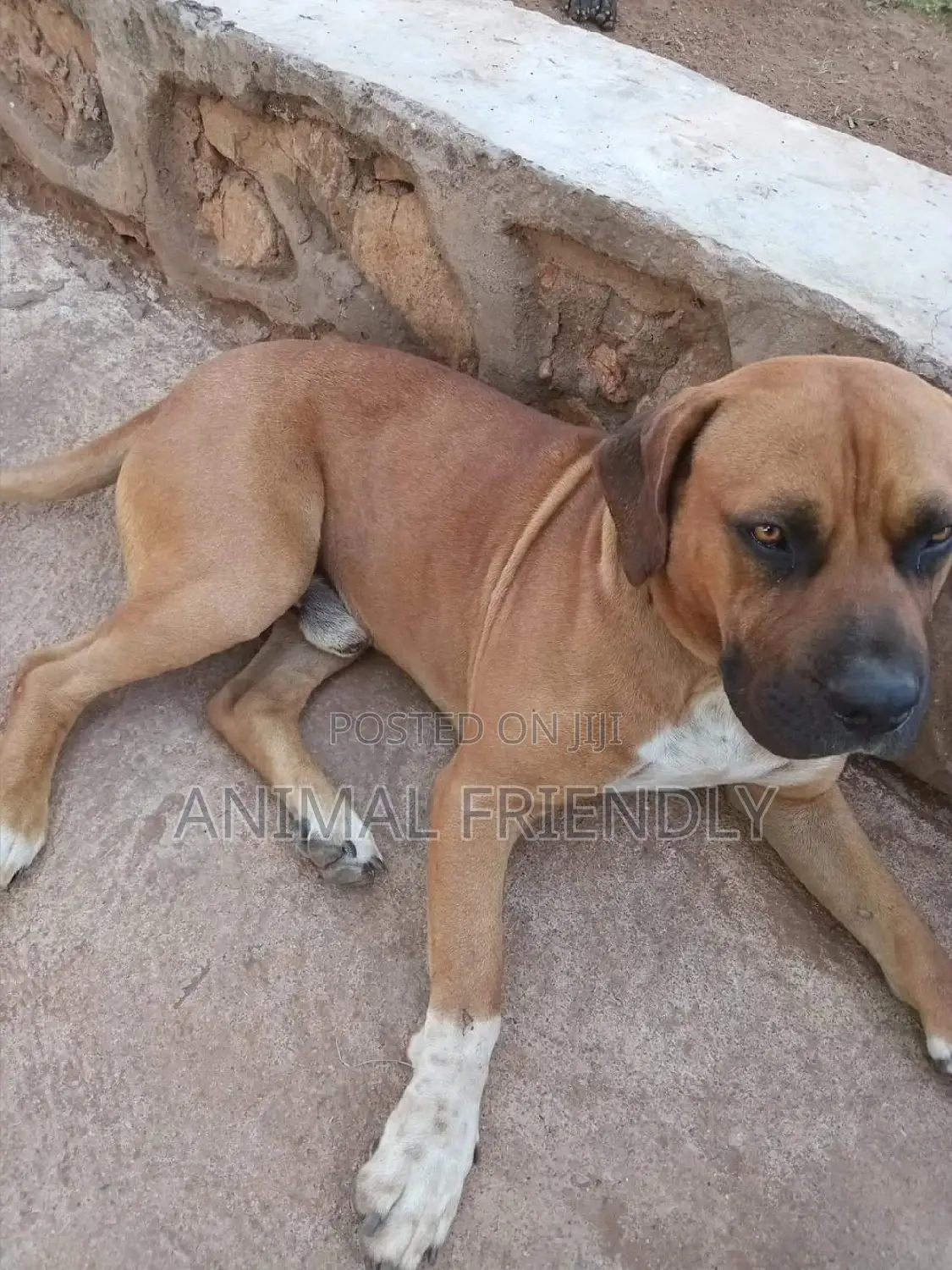 1-3 months Male Purebred Boerboel