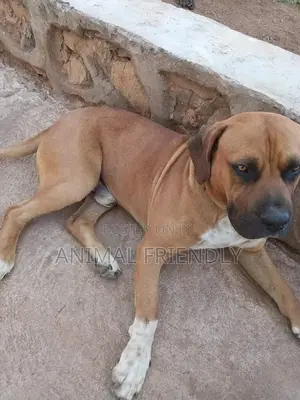 1-3 months Male Purebred Boerboel