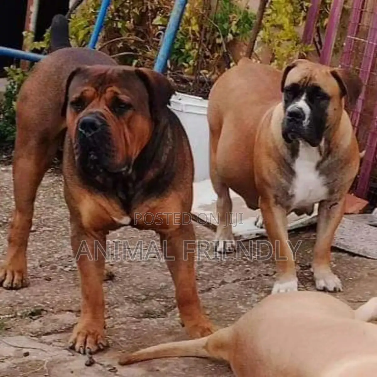 1-3 months Male Purebred Boerboel