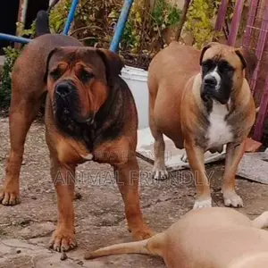 1-3 months Male Purebred Boerboel