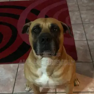 1-3 months Male Purebred Boerboel