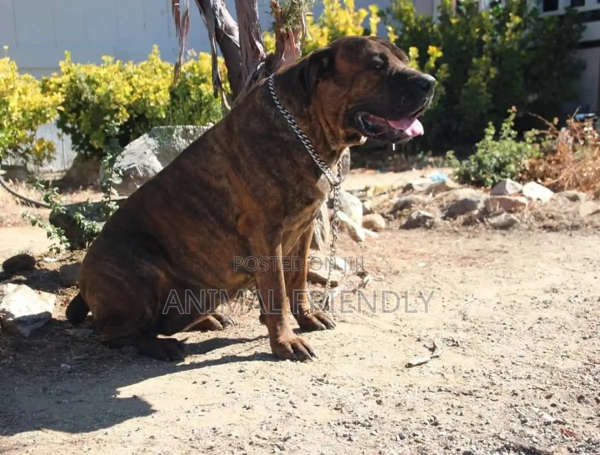 1-3 months Female Purebred Boerboel