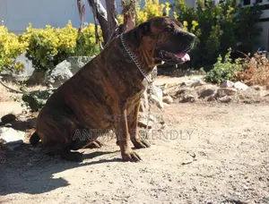 1-3 months Female Purebred Boerboel