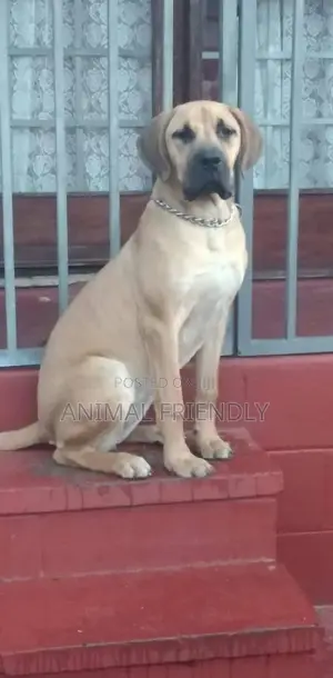 1-3 months Male Purebred Boerboel
