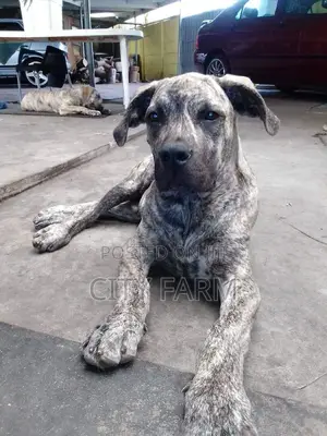 1-3 months Male Purebred Boerboel