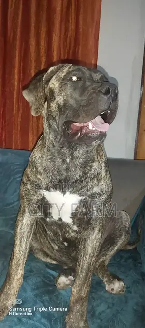 1-3 months Female Purebred Boerboel
