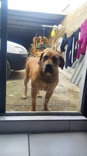 1-3 months Male Purebred Boerboel