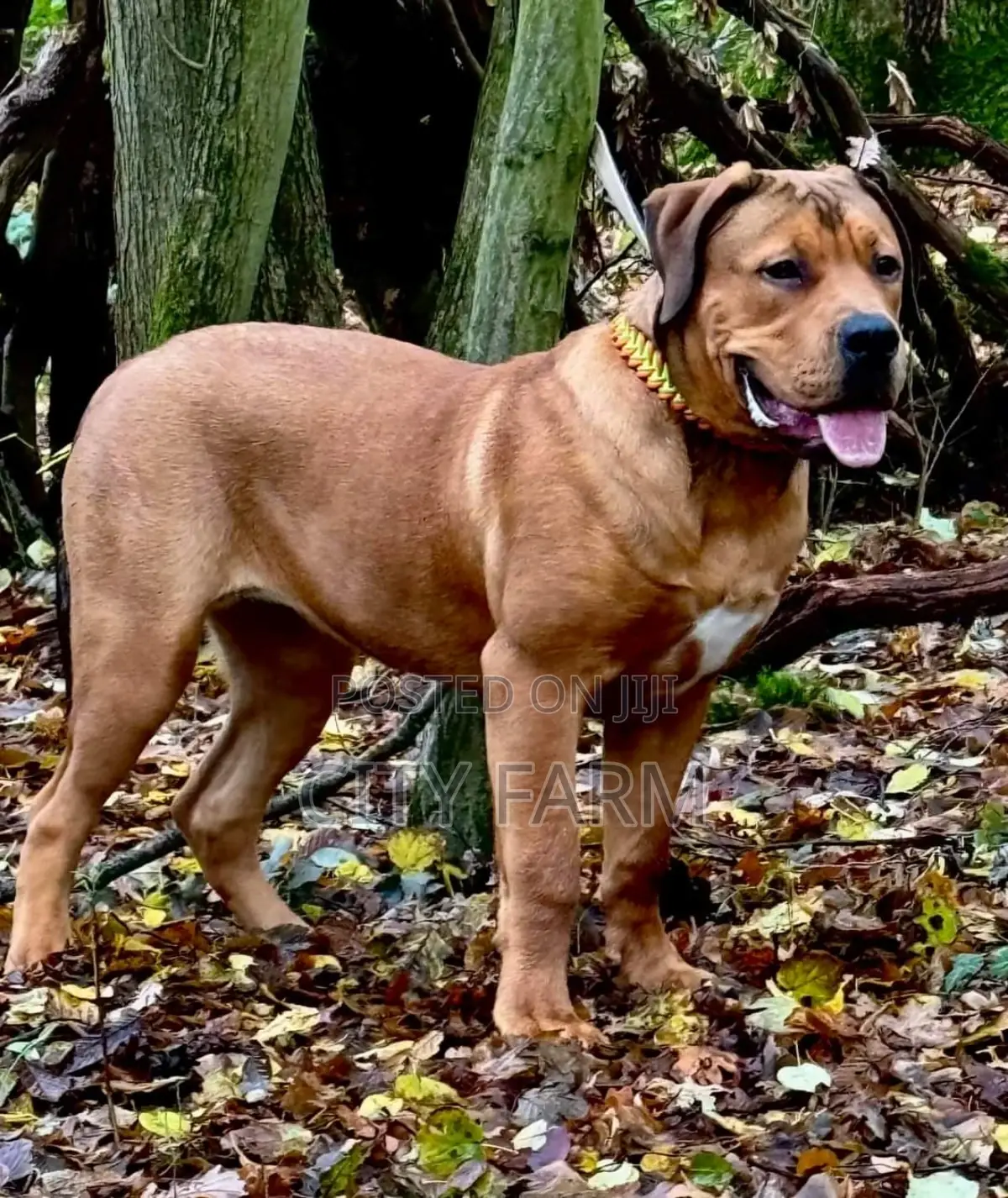 1-3 months Male Purebred Boerboel