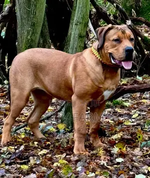 1-3 months Male Purebred Boerboel