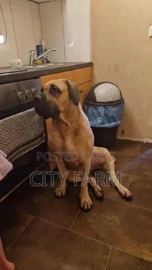 1-3 months Male Purebred Boerboel