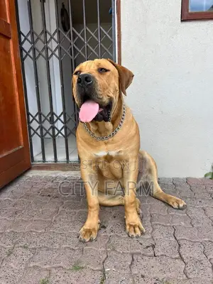 1-3 months Male Purebred Boerboel
