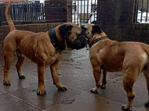 1-3 months Male Purebred Boerboel
