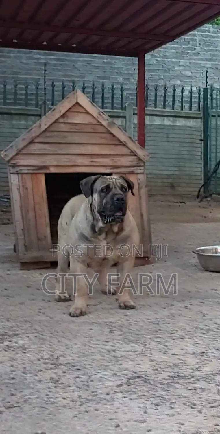 1-3 months Male Purebred Boerboel