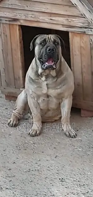 1-3 months Female Purebred Boerboel