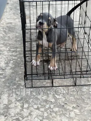 1-3 months Male Purebred American Bully
