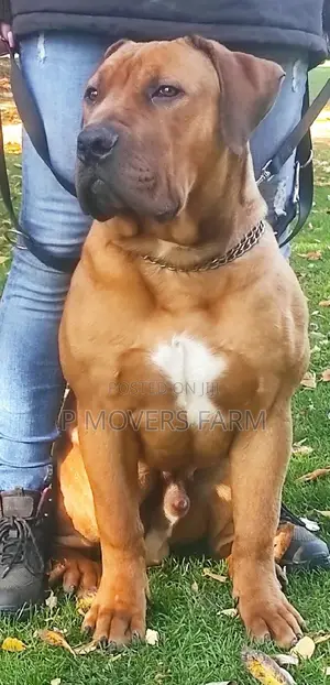 1-3 months Male Purebred Boerboel