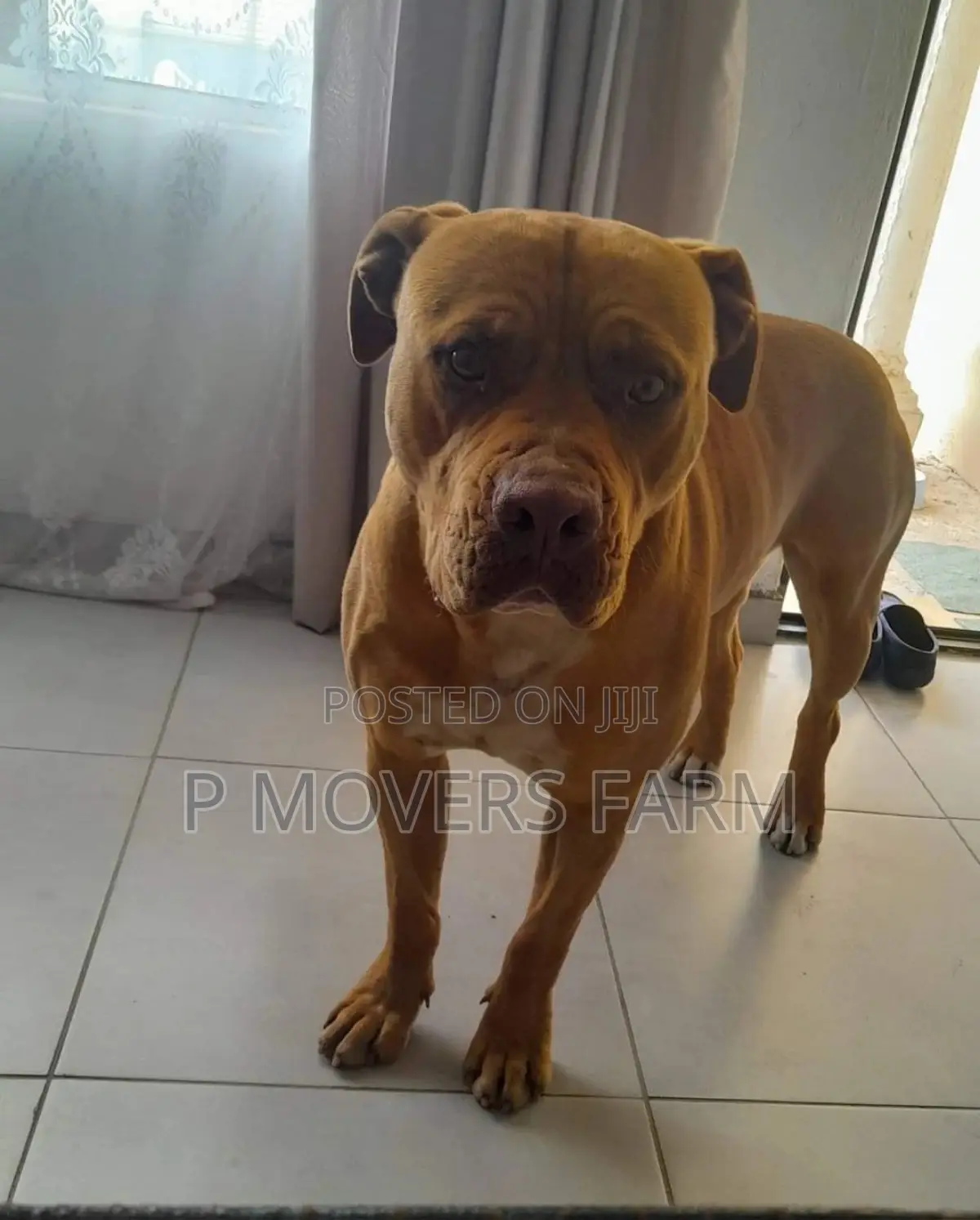 1-3 months Male Purebred Boerboel