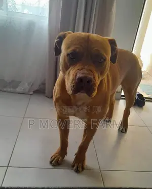 1-3 months Male Purebred Boerboel