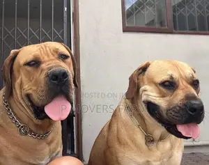 1-3 months Female Purebred Boerboel