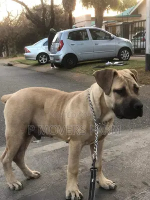 1-3 months Male Purebred Boerboel