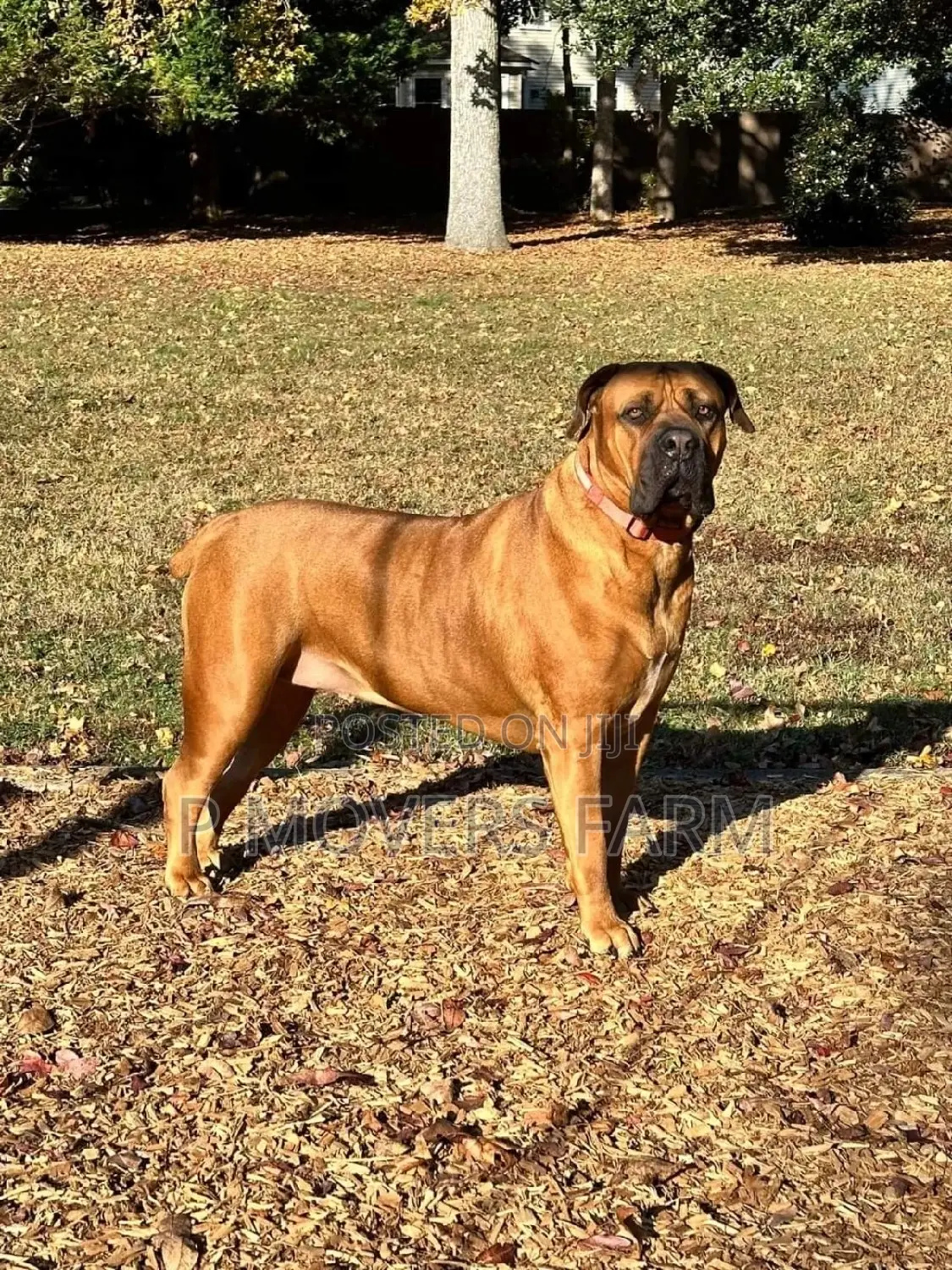 1-3 months Male Purebred Boerboel