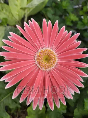 Landscaping and Flowers Sales