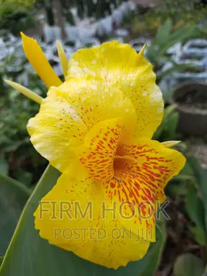 Landscaping and Flowers Sales