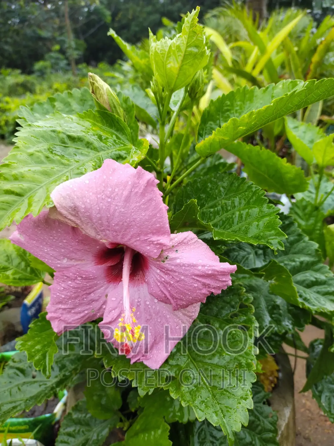 Landscaping and Flowers Sales