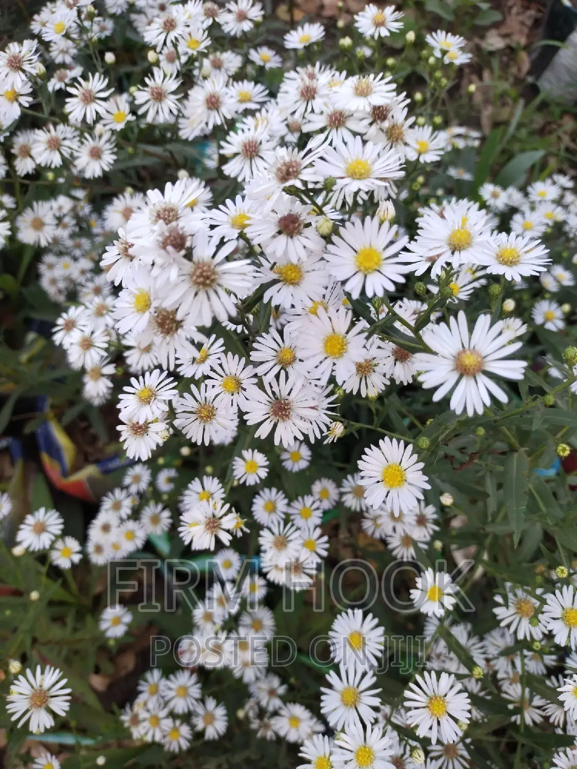 Landscaping and Flowers Sales